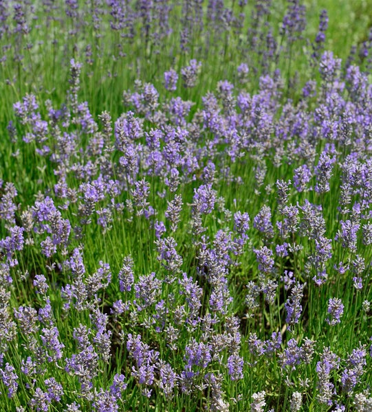 Nahaufnahme von Lavendel auf einem Feld