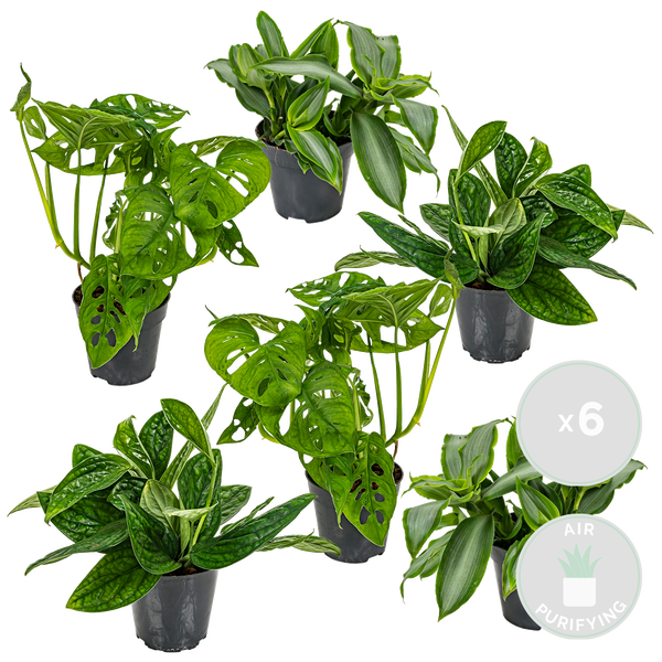 6x Botanische Zimmerpflanzen-Mix - Epipremnum - Monstera Monkey - Murdannia - ⌀12 cm - 20-25 cm