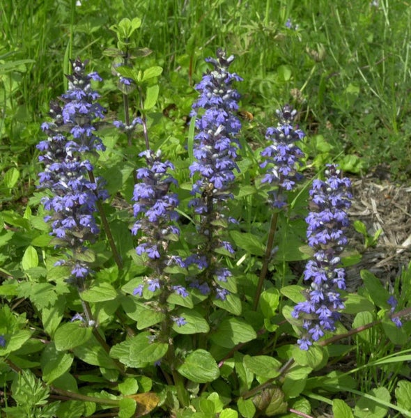 Kriechender Günsel Pflanze mit blauem Blütenstand im Garten