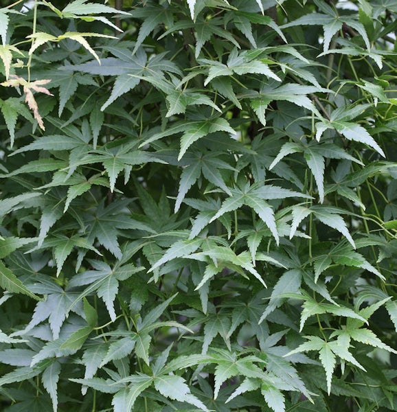 Nahaufnahme eines Fächerahorns mit seinen Blättern