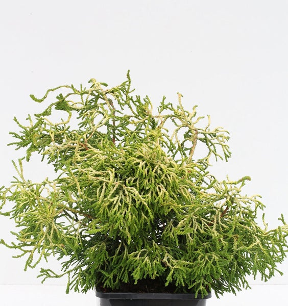 Chamaecyparis pisifera in einem Topf