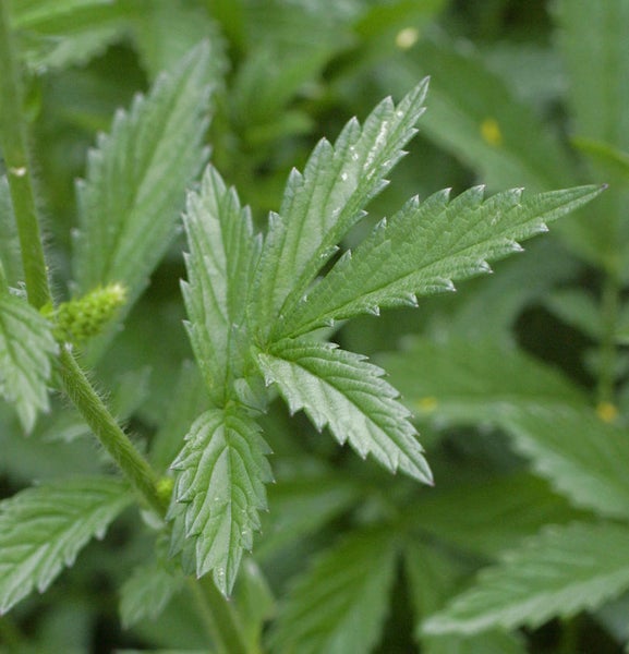 Blatt einer Pflanze mit gezackten Rändern