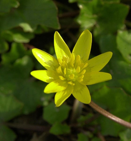 Nahaufnahme einer Sumpfdotterblume