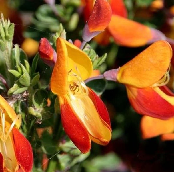 Blüten der Lotus berthelotii Pflanze