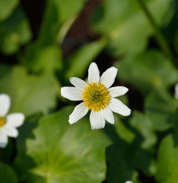 Nahaufnahme einer Sumpfdotterblume mit weißen Blütenblättern und gelber Mitte