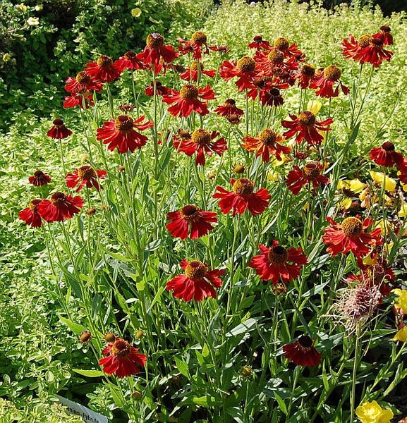 Gruppe von Sonnenbraut Pflanzen mit roten Blüten
