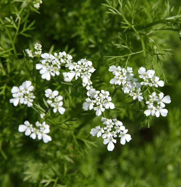 Nahaufnahme von Iberis-Blüten vor grünem Hintergrund