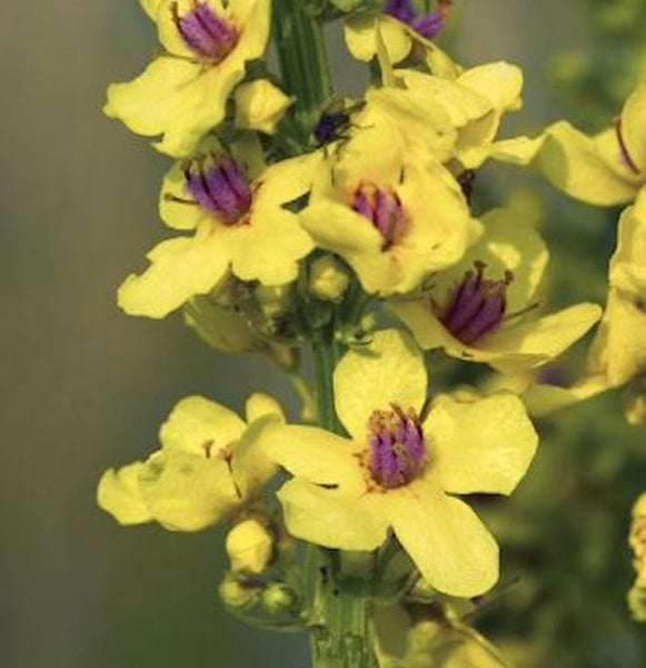 Nahaufnahme einer Königskerze mit gelben Blütenblättern und violetten Staubgefäßen