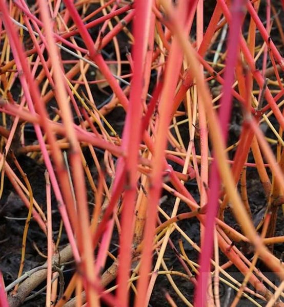 Nahaufnahme von roten Hartriegelzweigen