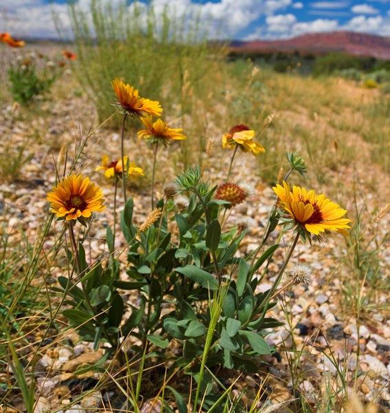 Nahaufnahme von Ringelblumen in einer Gartenumgebung.