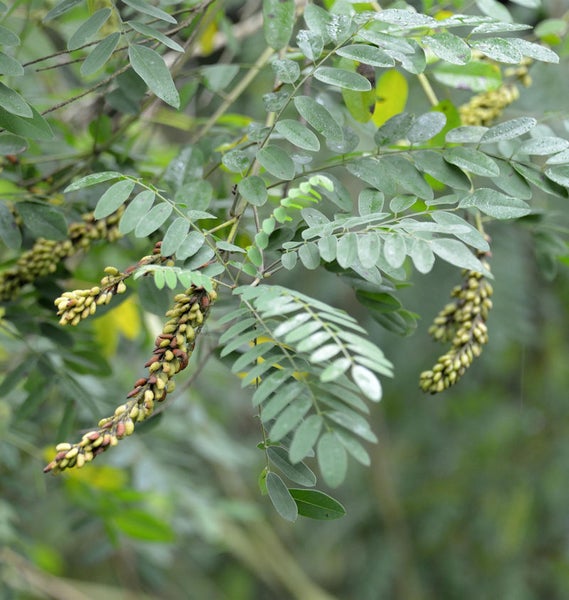Blätter und Fruchtstand einer Pflanze