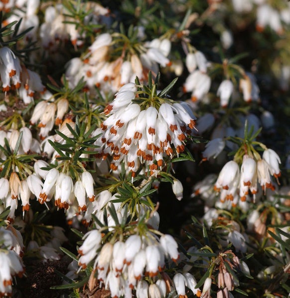 Nahaufnahme von Schneeheideblüten