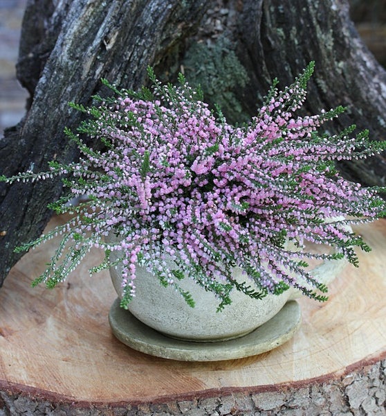 Besenheide in Keramiktopf auf Holzscheibe