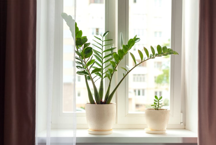 Smaragdpalme jeweils | Zamioculcas - Zimmerpflanze im Kinderzimmertopf ⌀17 cm - ↕60 cm
