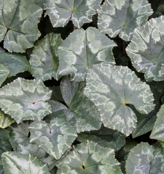 Nahaufnahme von Balkan-Alpenveilchen-Blättern