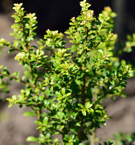 Buchsbaum mit grünen Blättern
