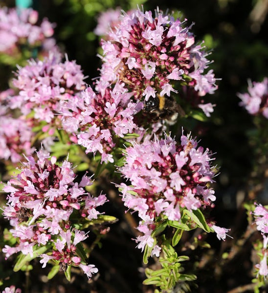 Blühender Oregano mit einer Biene