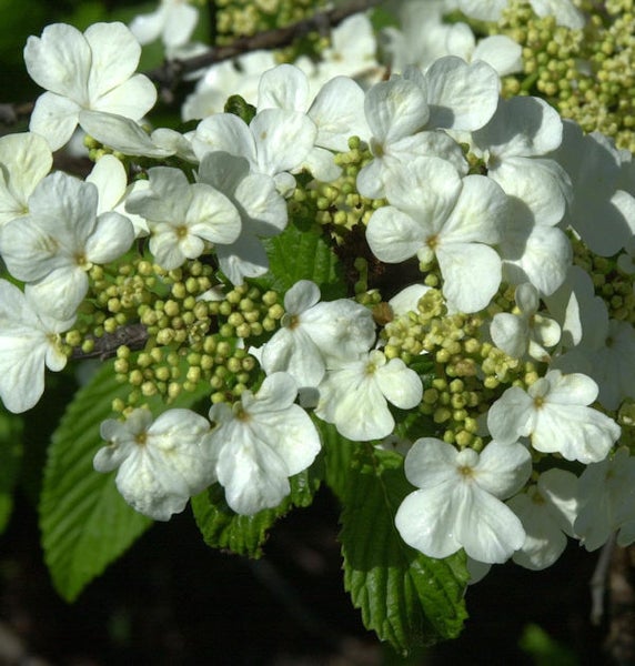 Schneeballstrauch mit weißen Blüten