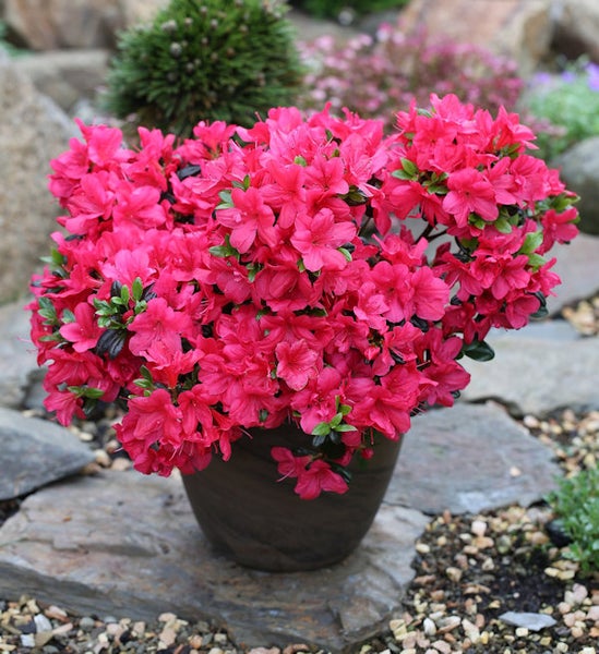 Azalee mit roten Blüten im Topf