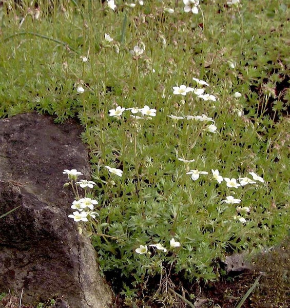 Blühende Teppich-Steinbrechpflanze im Garten