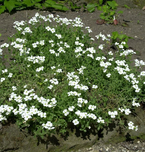 Blütenpolster mit weißen Blüten