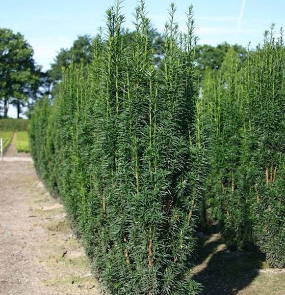 Reihe von Säuleneiben im Freien