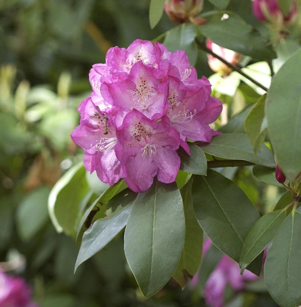 Blühender Rhododendron mit grünen Blättern