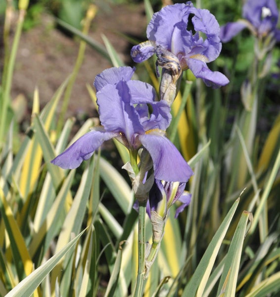 Nahaufnahme einer blauen Schwertlilie im Garten.