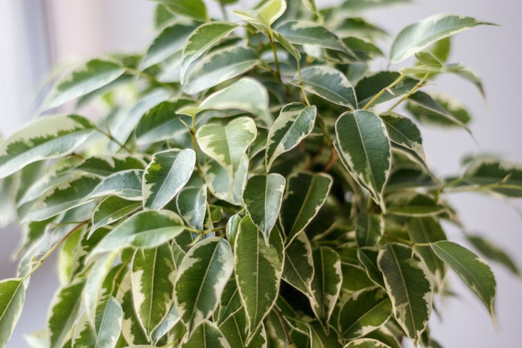 Bloomique - Ficus Benjamina Kinky - Birkenfeige - Zimmerpflanzen - Luftreinigend - Pflegeleicht - 20-30 cm Hoch - Topf 12 cm