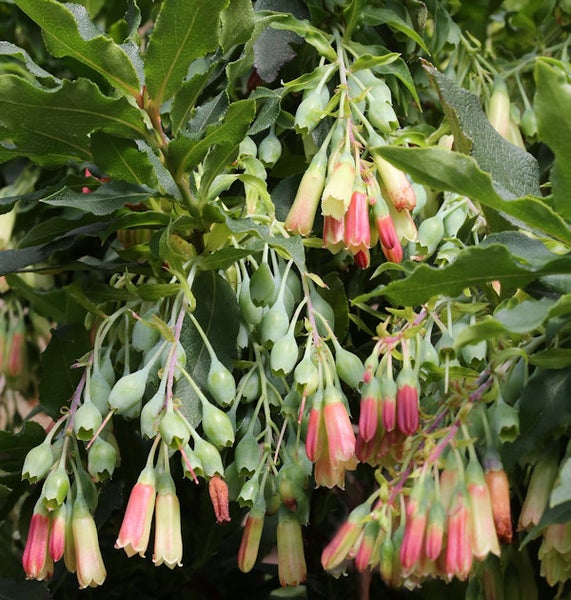 Blütenstand einer Scheinbeere mit grünen Blättern und glockenförmigen Blüten