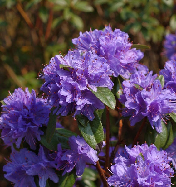Nahaufnahme von Rhododendronblüten