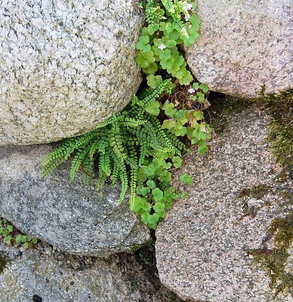 Gestein mit Farn und anderen Pflanzen