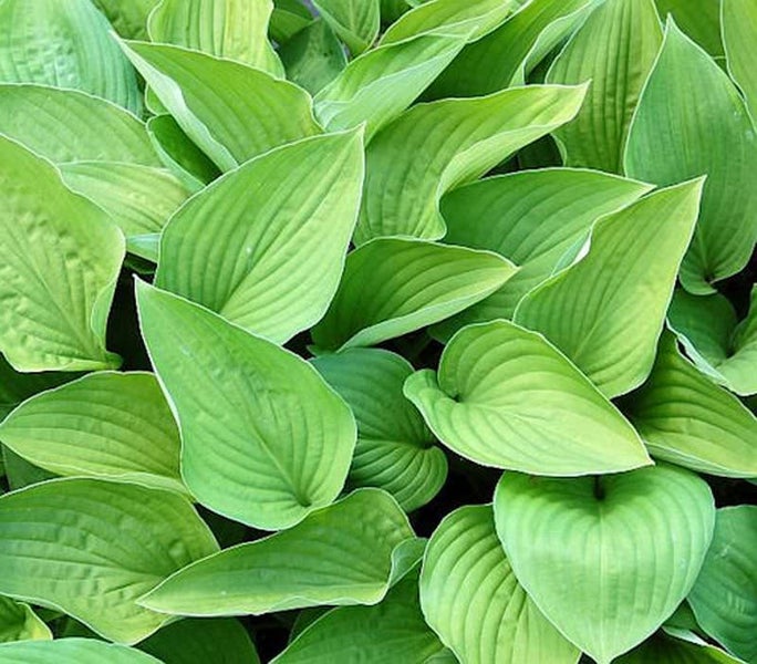 Nahaufnahme von Funkienblättern im Garten