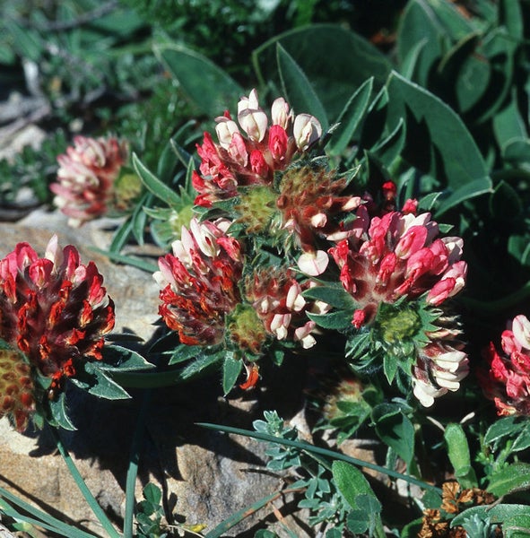 Nahaufnahme von Wiesen-Klee-Blüten mit grünen Blättern