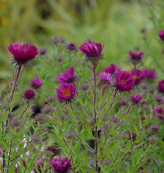 Nahaufnahme von purpurroten Herbstastern im Garten.