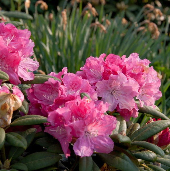 Nahaufnahme einer rosa blühenden Rhododendron Pflanze.