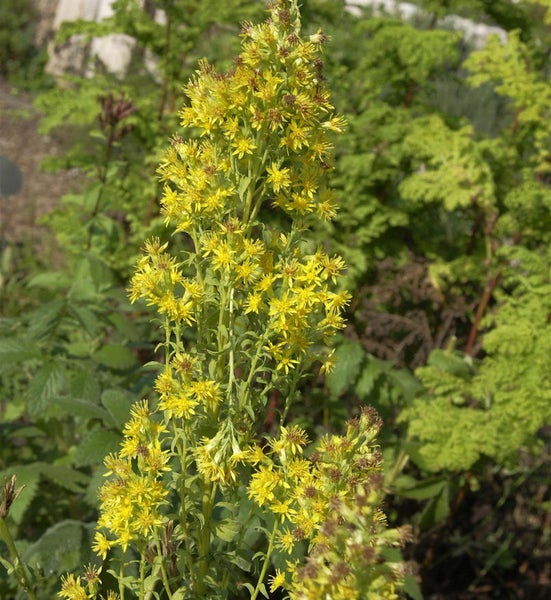Goldrute Pflanze im Garten