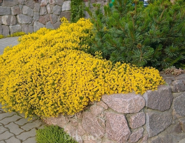 Gelbe Blütenteppich-Pflanze und Zwergkiefer im Garten
