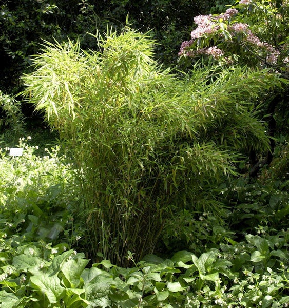 Bambusgewächs im Gartenbeet