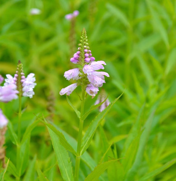 Nahaufnahme einer rosafarbenen Garten-Schönsporn-Blume in Blüte