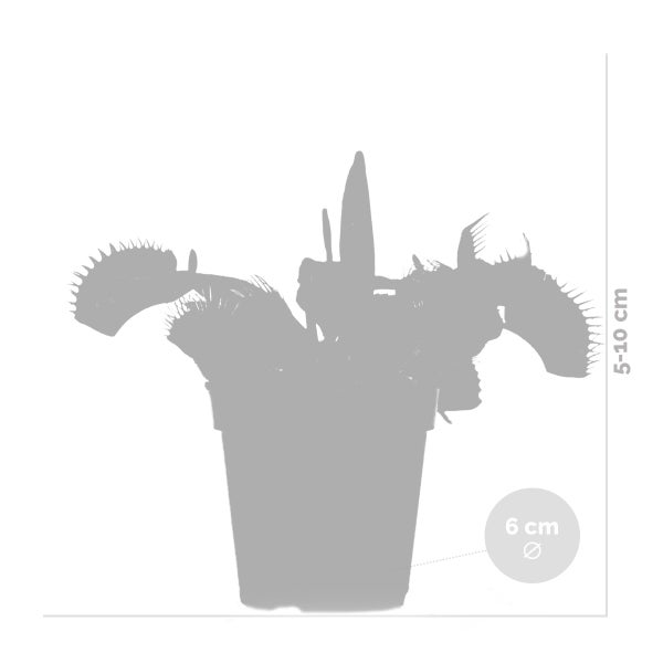 3x Dionaea Muscipula – Fleischfressende Pflanze – Pflegeleicht –⌀6 cm – ↕05-10 cm