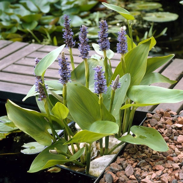 Herzblättriges Hechtkraut Pontederia cordata mit herzförmigen Blättern und violetten Blütenähren in einem Gartenteich an einem Holzsteg.
