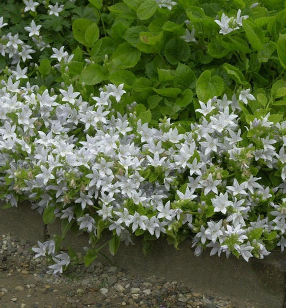 Nahaufnahme von kriechender Glockenblume mit weißen Blüten