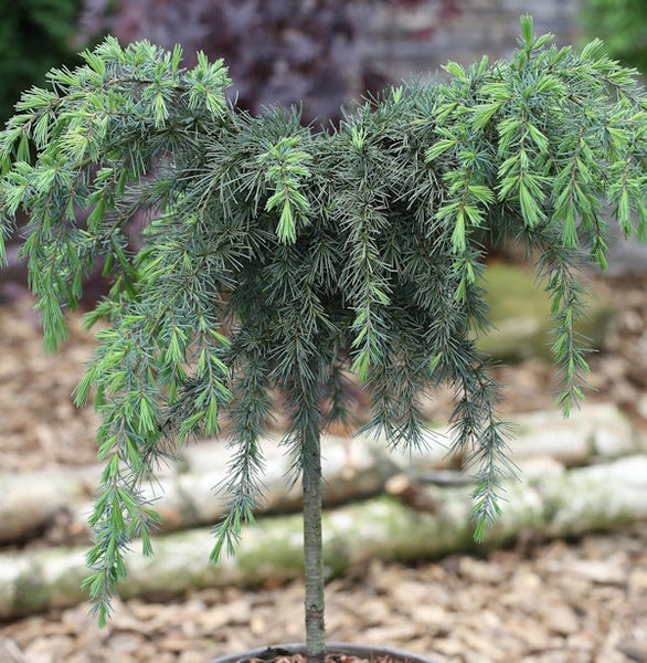 Zeder als Zierbaum im Garten