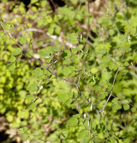 Nahaufnahme von Elfenblumenblättern
