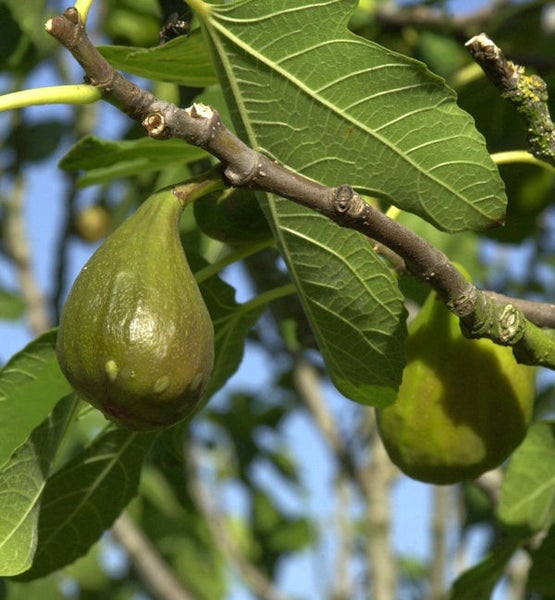 Feigenbaum mit reifen Früchten an einem Ast