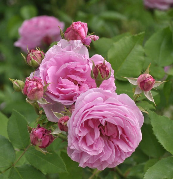 Nahaufnahme von rosa Rosenblüten mit Knospen und grünen Blättern