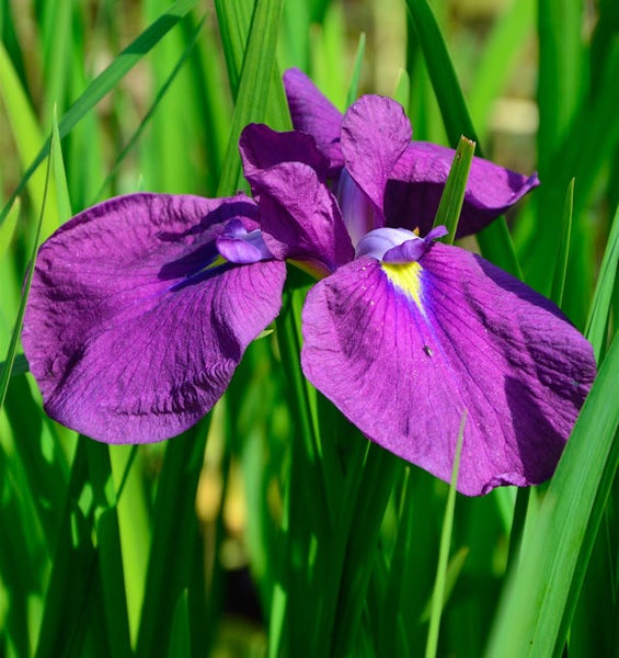 Nahaufnahme einer lila Schwertlilie im Garten