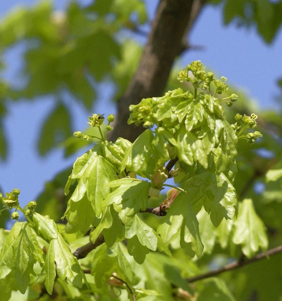 Nahaufnahme eines Ahornbaums mit Blättern