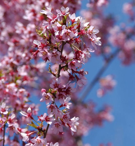 Blühender Zierkirschenbaum im Frühling